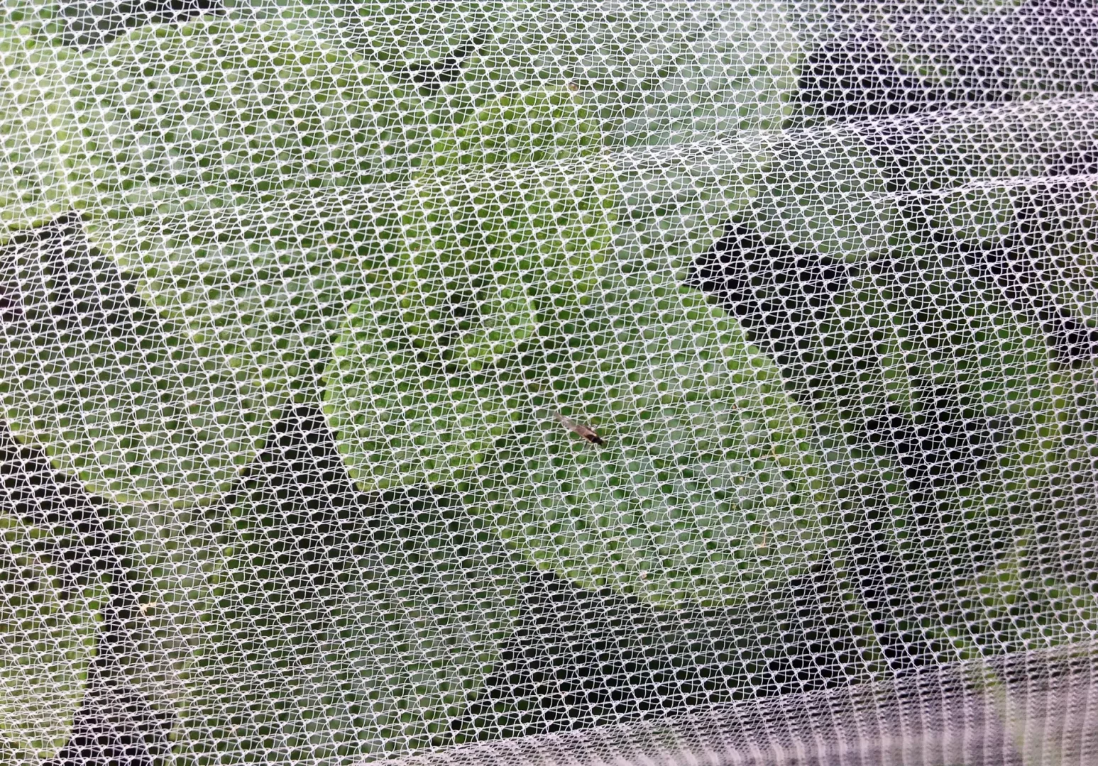 Filet anti-insecte Filbio® posé à plat sur une culture de menthe en plein champ