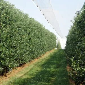 TIP 009 - Filet pare grêle sur structure ou suspendue