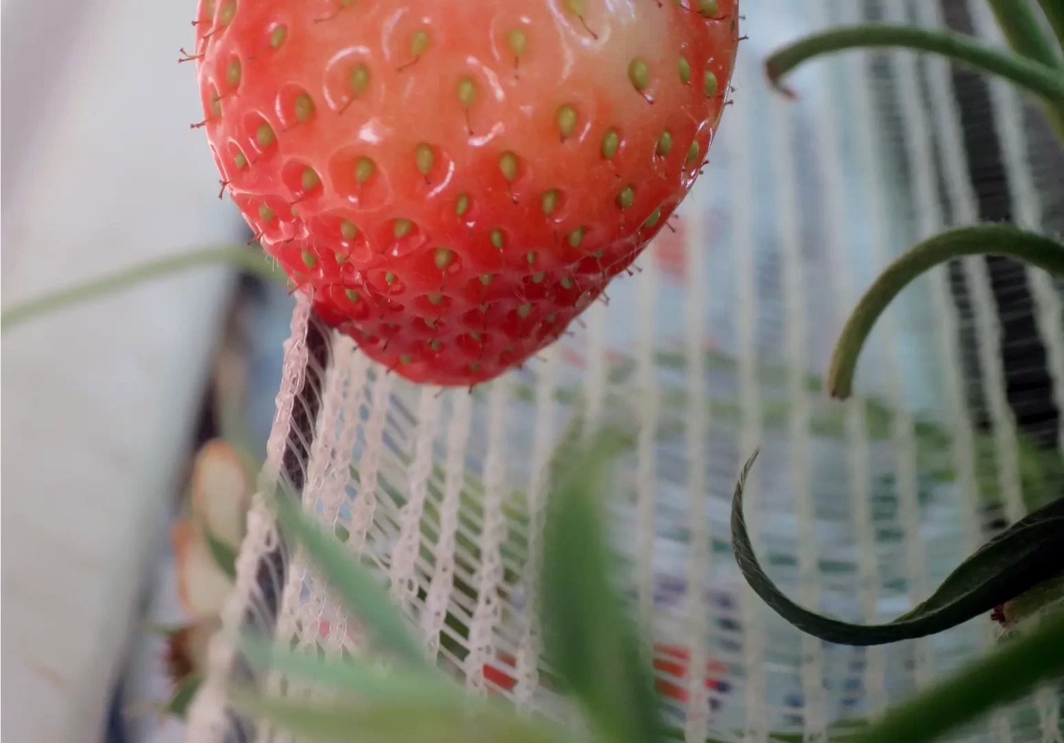 Filet-support-sur-mesure-fraise