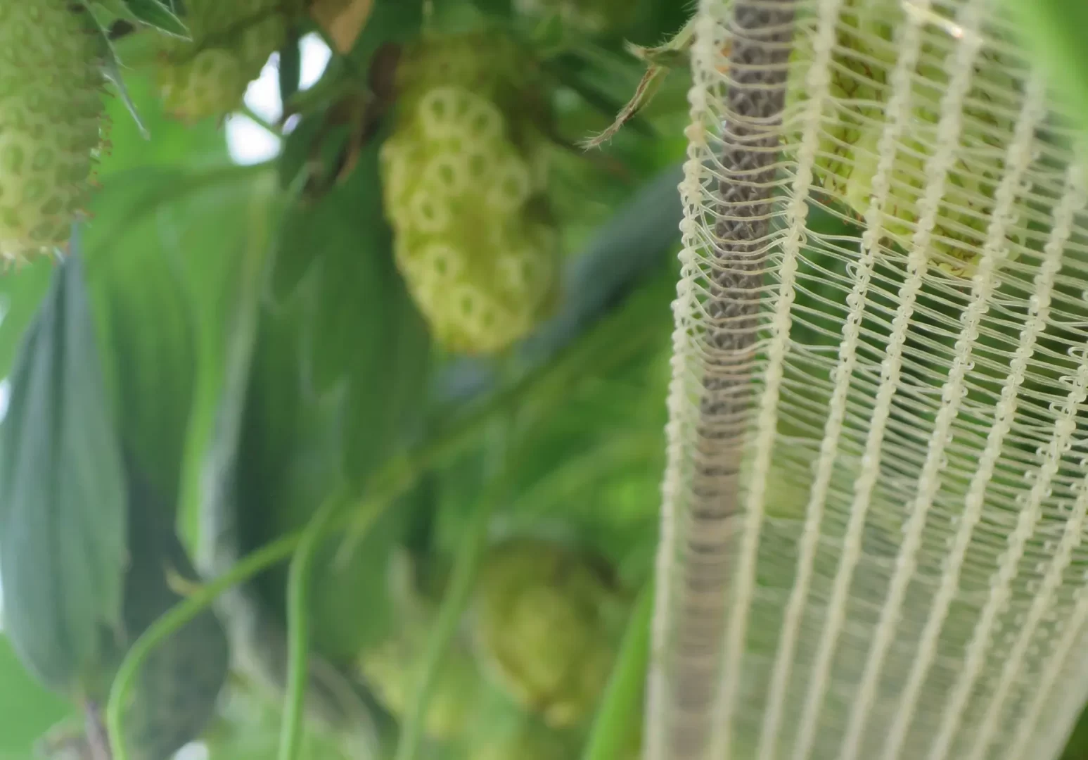 Support-fraises-filet