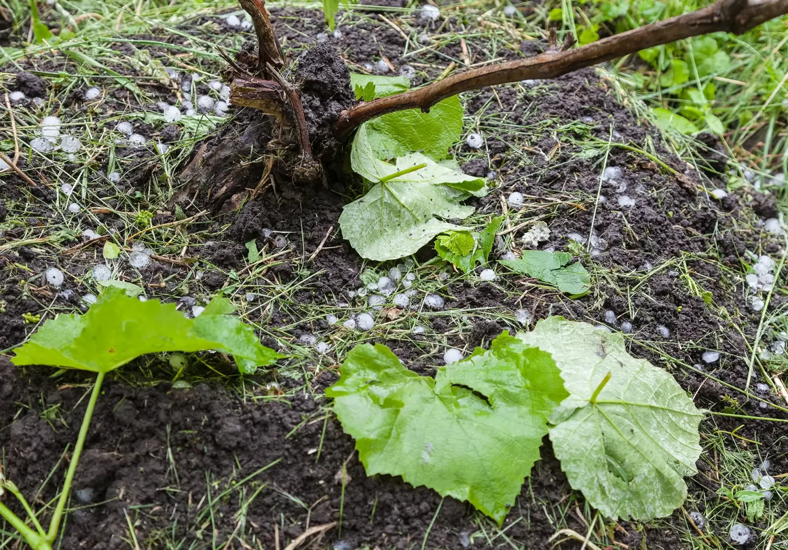 Grele-vigne-perte-degat-climatique