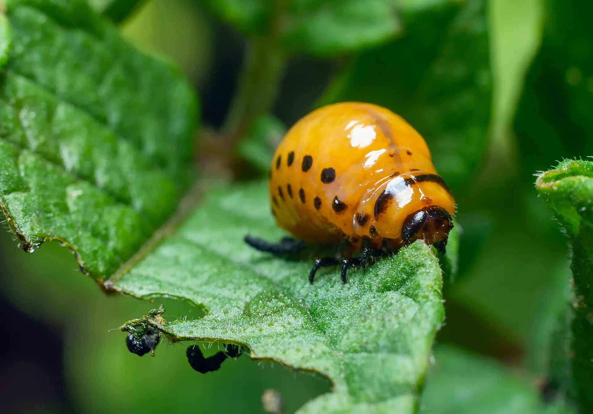 Insectes Ravageurs Protection contre les ravageurs - Filets de protection agricole - Texinov