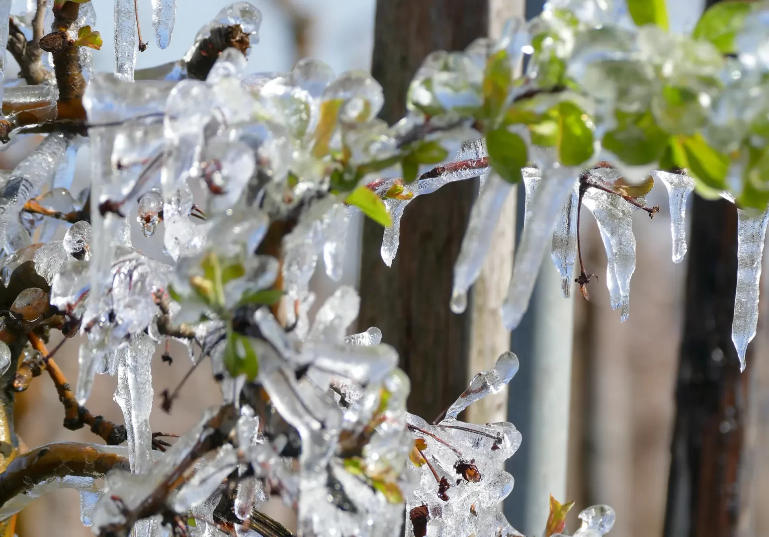 Stalactique-gel-plante-bourgeons-verger